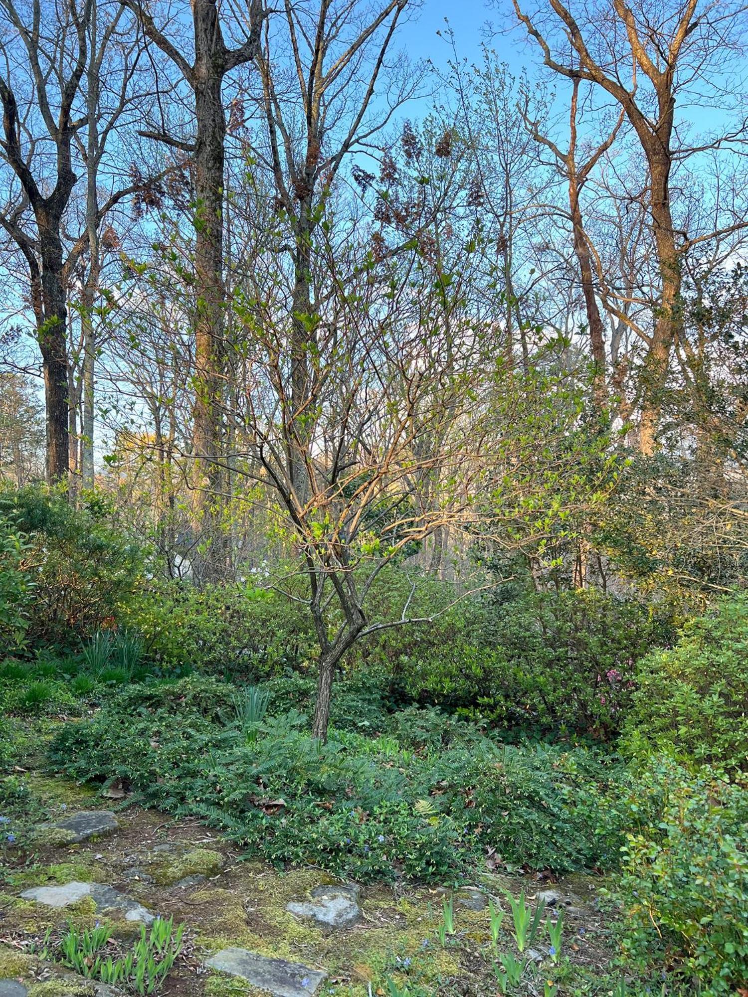 Studio Guest Suite In Forest Cottage Tryon 外观 照片